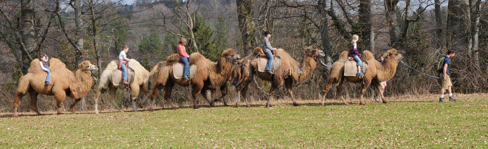 Mangfall-Lamas und Bayern-Kamele