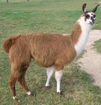 Lama Django