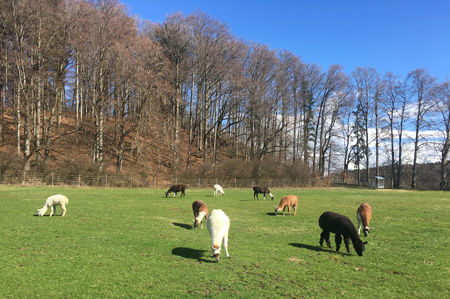 Mangfall-Lamas im Schnee