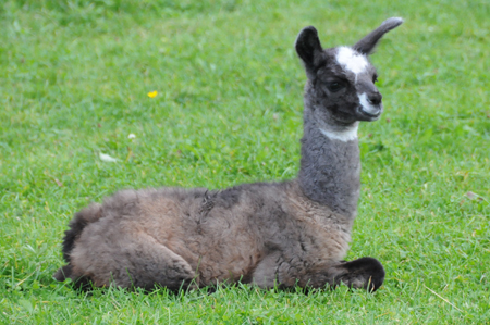 Hengst-Fohlen der Mangfall-Lamas