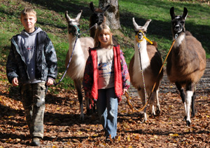 Lamas motivieren Kinder beim Wandern