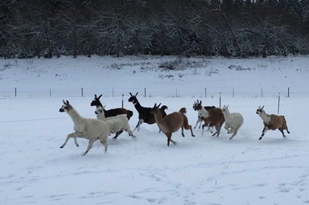 Lamaherde im Winter