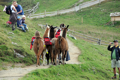Kinder und Lamas in den Bergen