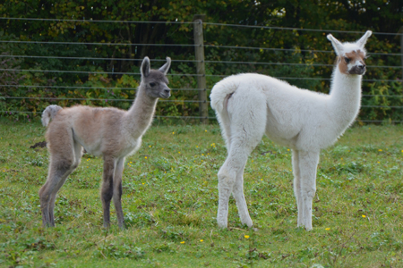 Hengst- und Stutfohlen der Mangfall-Lamas