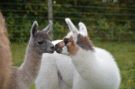 Nachwuchs der Mangfall-Lamas