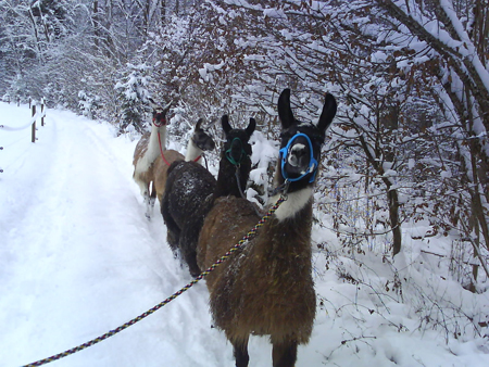 Mangfall-Lamas im Schnee
