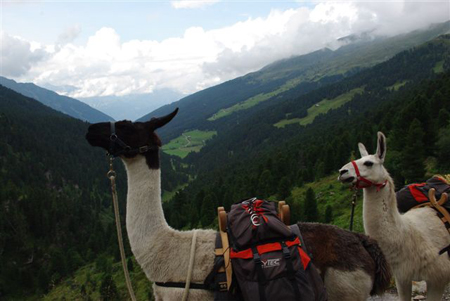 Kurz vor der Lizumerhütte